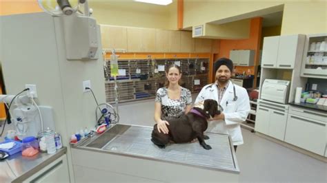 South seattle vet - Book an appointment and read reviews on VCA West Seattle Veterinary Hospital, 5261 California Avenue Southwest, Seattle, Washington with TopVet